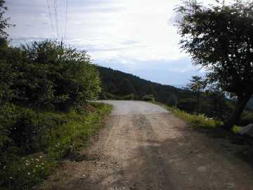 千代田湖枯木林道