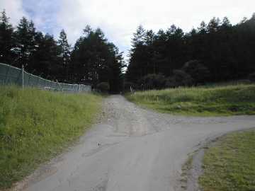 千代田湖枯木林道