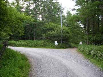 千代田湖枯木林道