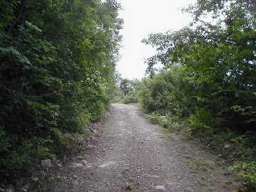 蝶ヶ原林道