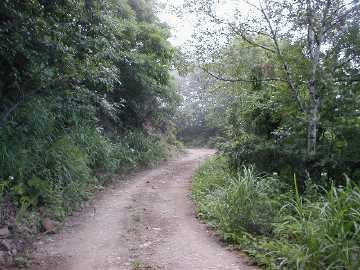 蝶ヶ原林道