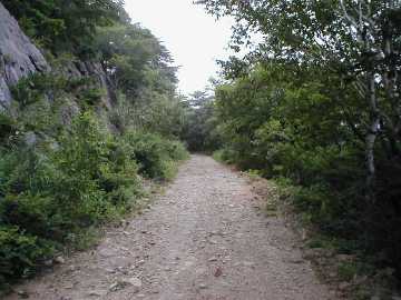 蝶ヶ原林道