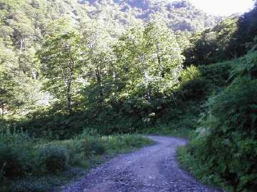 妙高小谷林道