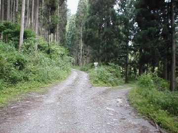 白浜林道