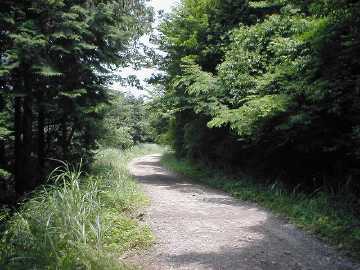 夫婦岩林道