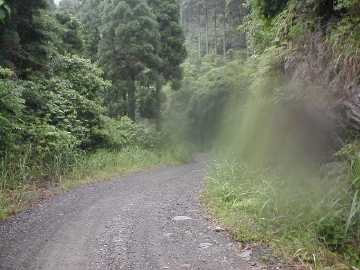 津ヶ尾林道