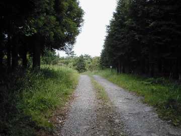 矢岳林道