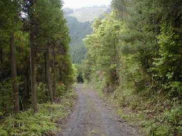 赤髭山林道