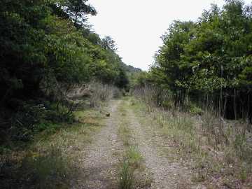 温迫峠林道