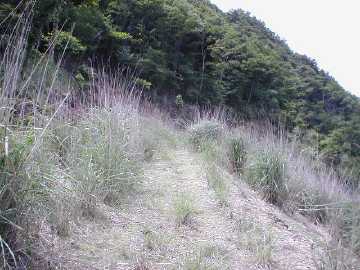 温迫峠林道