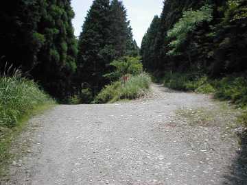 白髪林道