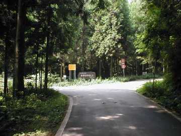 雁峰林道