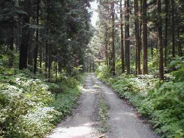 雁峰林道