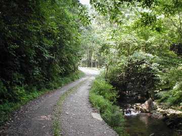 雁峰林道