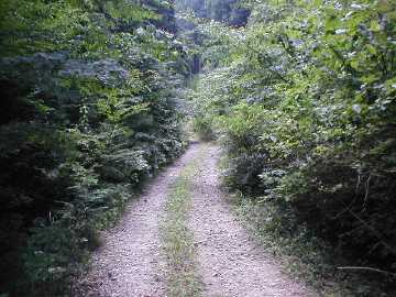 雁峰林道