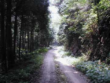 雁峰林道