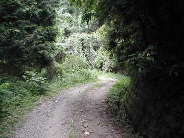 雁峰林道