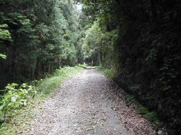 雁峰林道