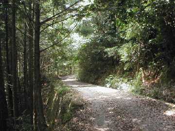雁峰林道