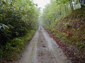 小向林道