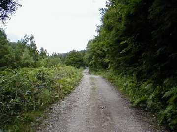 今川林道
