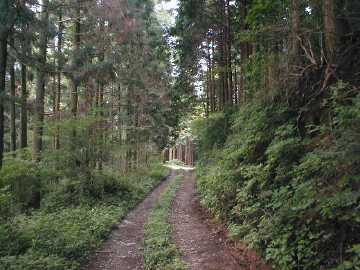 箒木山林道