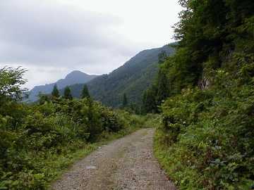 中ノ沢林道