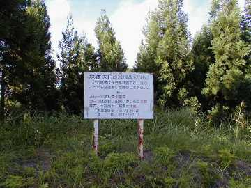 大日向林道