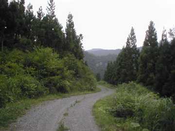 大日向林道