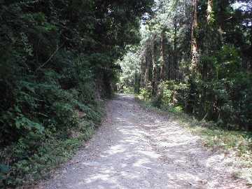 奥山林道