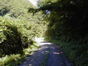 タタラ沢林道
