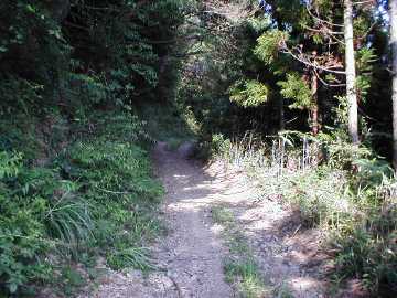 佐賀野林道