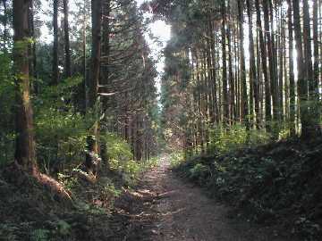 佐賀野林道