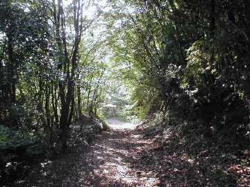 佐賀野林道