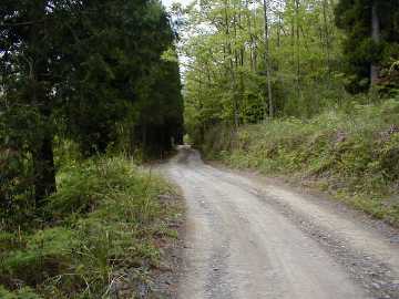 和田越南川林道
