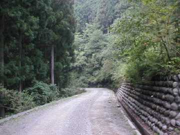 智者山林道