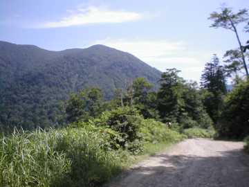 増泊林道