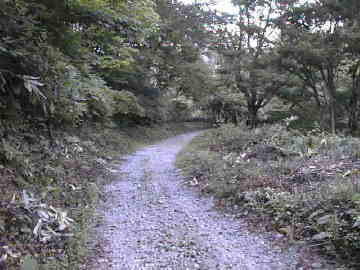 築沢林道