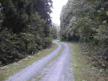 築沢林道