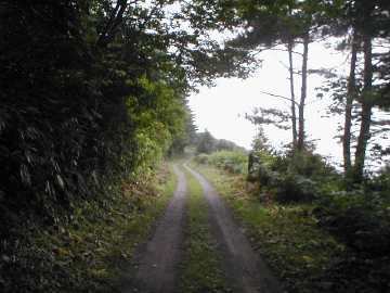 築沢林道
