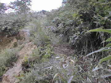 宇土沼林道