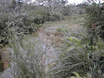 宇土沼林道