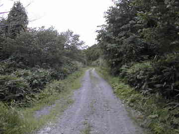 宇土沼林道