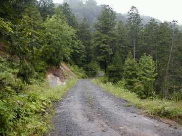 正津川林道