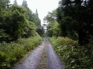正津川林道
