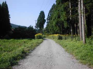 正津川林道
