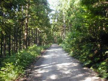 正津川林道