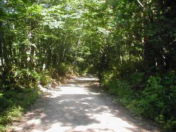 正津川林道