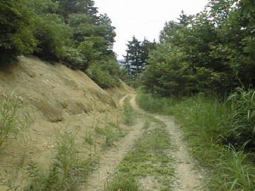 ブナ峠林道