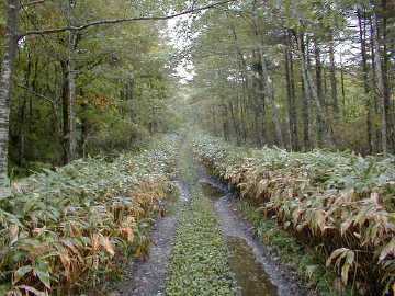 阿原山林道